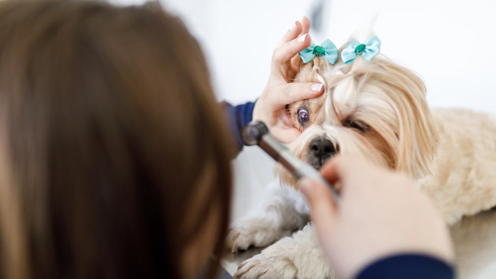 eye ulcers in dogs; a dog is examined for eye ulcers at the veterinarian.